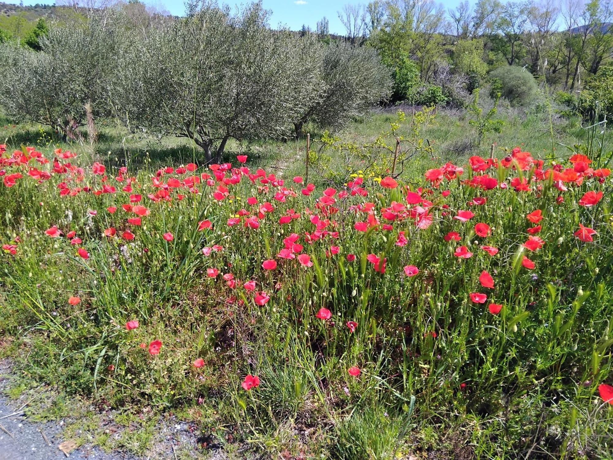 Appartement De Ville Medievale Vinca Εξωτερικό φωτογραφία